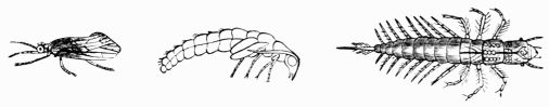 Fig. 400.—Semblis lutarius, imago, pupa, and larva.