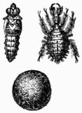 Fig. 403.—Larva, cocoon, and pupa of the Ant-lion.
