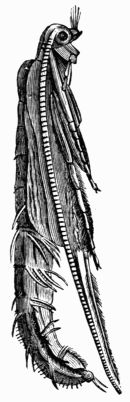 Fig. 419.—Pupa of Phryganea pilosa, magnified.