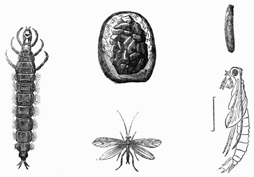 Fig. 422.—Rhyacophilus vulgatus, larva, pupa, cocoon, and imago (male).