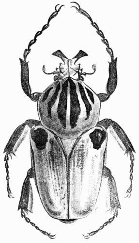 Fig. 428.—Goliathus cacicus, male.