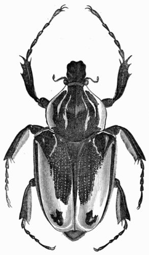 Fig. 429.—Goliathus cacicus, female.