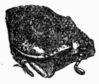 Fig. 437.—Head of Oryctes nasicornis, female.