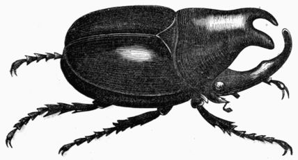 Fig. 443.—Megacerus chorinus.