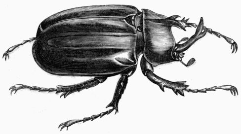Fig. 444.—Megalosoma anubis (male).