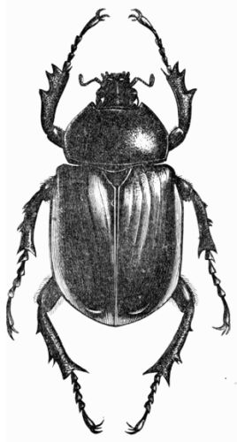 Fig. 445.—Megalosoma anubis (female).