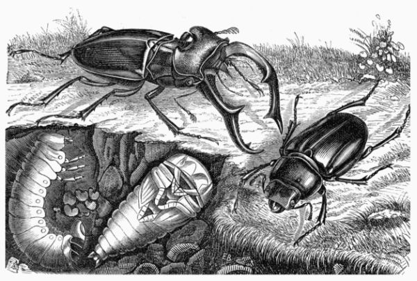 Fig. 447.—Common Stag Beetle