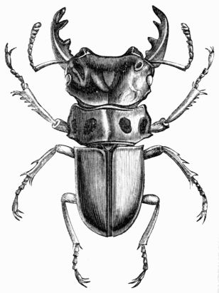 Fig. 449.—Lucanus (Homoderus) Mellyi.