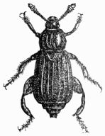 Fig. 457.—Necrodes littoralis (male).