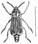 Fig. 458.—Necrodes littoralis(female).