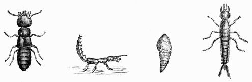 Fig. 463.—Staphylinus (Ocypus) olens, imago, pupa, and larva.