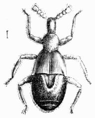 Fig. 468.—Claviger foveolatus (magnified).