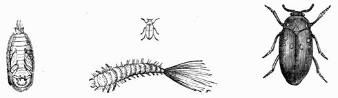 Fig. 470.—Attagenus pellio, magnified and natural size.
