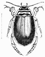 Fig. 478.—Acilius sulcatus (male).