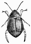 Fig. 480.—Acilius fasciatus (male).