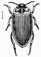 Fig. 487.—Hydroporus griseo-striatus.