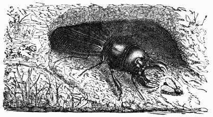Fig. 517.—Scarites lvigatus.