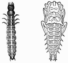 Fig. 522.—Larva and pupa of Mormolyce phyllodes.