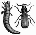 Fig. 542.—Tenebrio molitor (larva and imago).