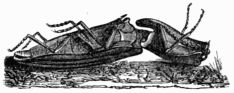 Fig. 552.—Jumping organ of the Elater, seen sideways.