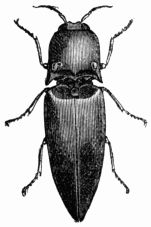 Fig. 554.—The Cucuyo (Pyrophorus noctilucus).