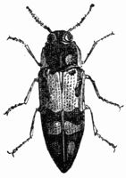 Fig. 555.—Buprestis (Cyria) imperialis.