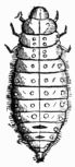 Fig. 563.—Larva of Lina populi.