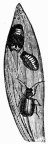 Fig. 564.—Larva and imago of Crioceris merdigera.
