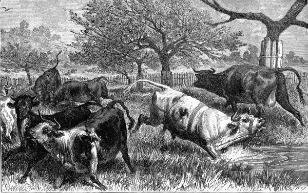 II.—A Herd of Cattle attacked by Bot-flies (Œstrus bovis).