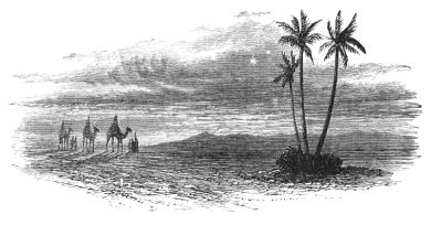 palm treese in desert