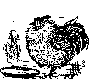 An obese fowl.