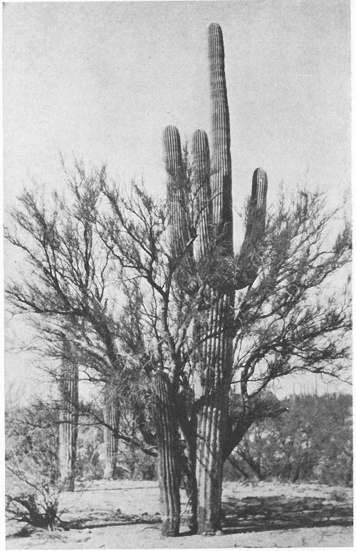 SAHUARO OR GIANT CACTUS (Cereus giganteus); AND PALO VERDE