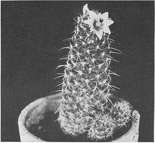 SLENDER PINCUSHION CACTUS (Mammillaria fasciculata)