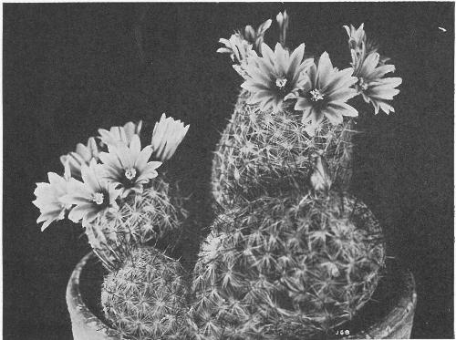 SUNSET CACTUS (Mammillaria Grahamii)