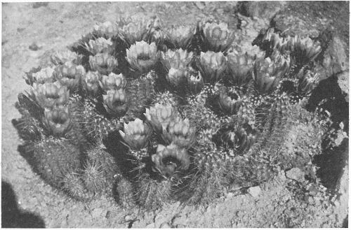 DESERT STRAWBERRIES; FENDLER’S HEDGEHOG CACTUS (Echinocereus Fendleri)