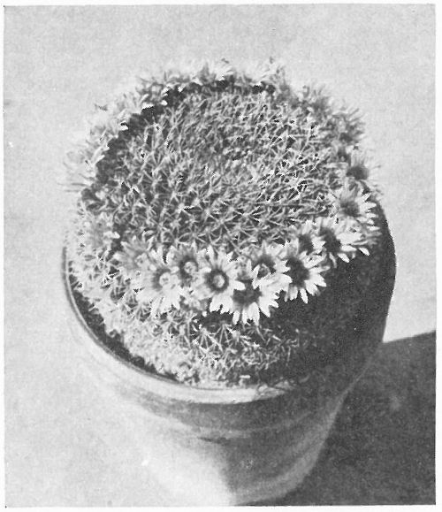 CREAM PINCUSHION CACTUS (Mammillaria Johnstonii)