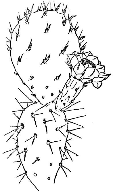 PAPAGO FRUIT CACTUS (Opuntia Blakeana)