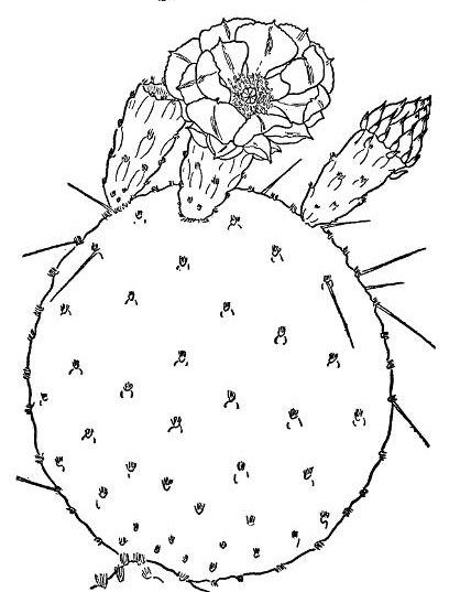 PURPLE PRICKLY PEAR (Opuntia santa rita)