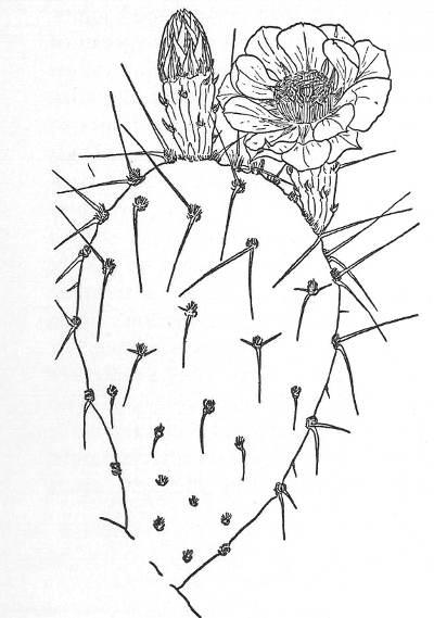 FOOTHILL PRICKLY PEAR (Opuntia Toumeyi)