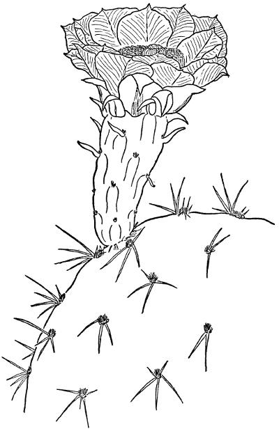 DISCUS PRICKLY PEAR (Opuntia discata)