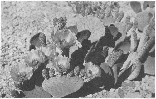 BEAVER TAIL (Opuntia basilaris)