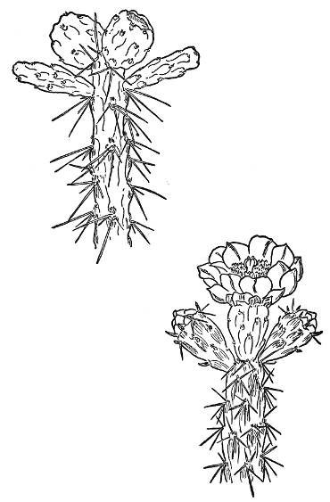 MANY COLORED TREE CHOLLA (Opuntia versicolor)