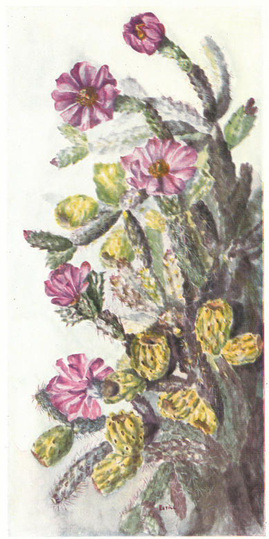 SPINY TREE CHOLLA (Opuntia spinosior)