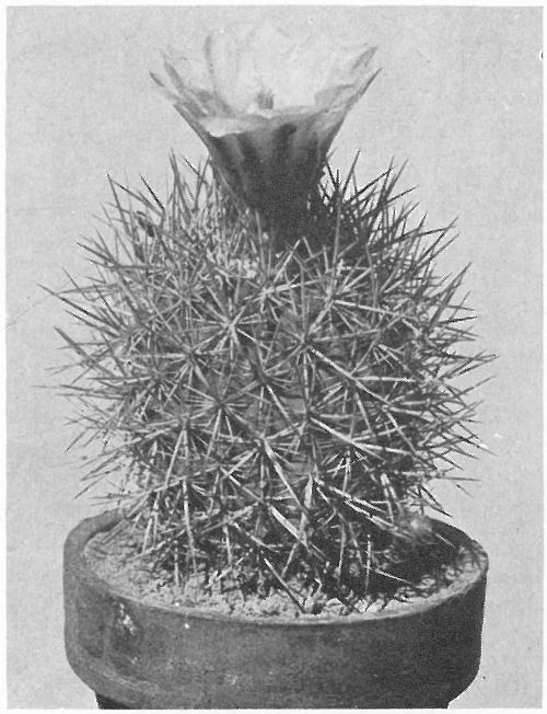PINK FLOWERED VISNAGITA (Echinocactus Johnsonii)