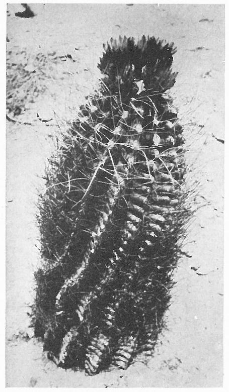 MEXICAN FRUIT CACTUS (Echinocactus hamatacanthus)