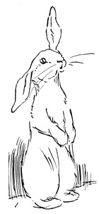 The old gray rabbit