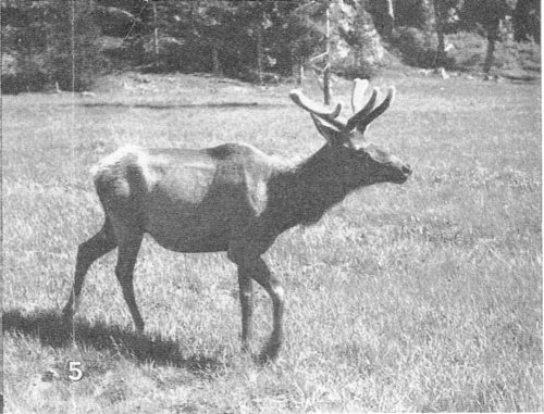 5. The horns of this young bull elk are “in the velvet” during the summer.