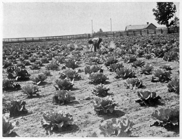 An Institute Cabbage Field.
