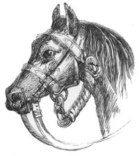 bit and bridle