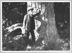 Photographed by George R. King John Muir and a pine tree friend